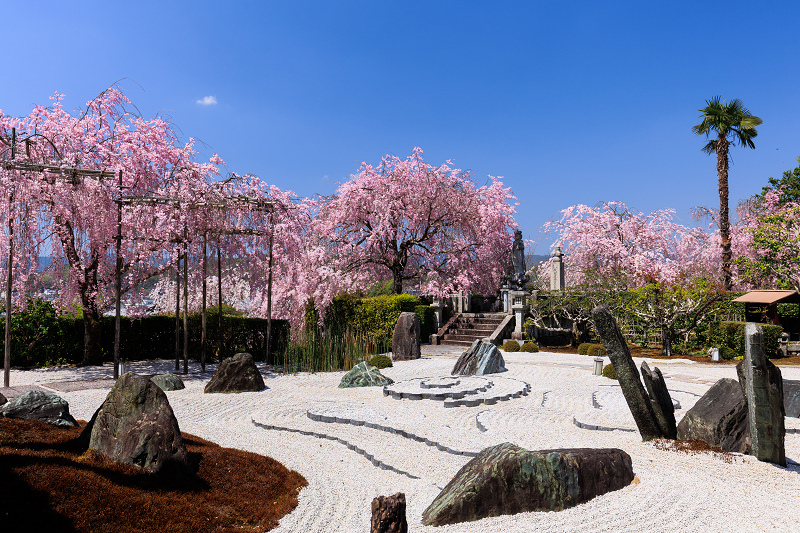 2022桜咲く京都　圓光寺のしだれ桜_f0155048_21274063.jpg