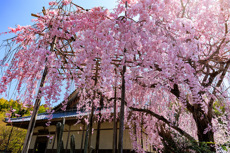 2022桜咲く京都　圓光寺のしだれ桜_f0155048_21275475.jpg