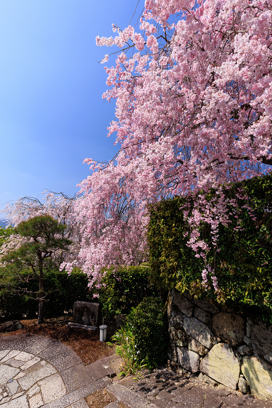 2022桜咲く京都　圓光寺のしだれ桜_f0155048_21283086.jpg