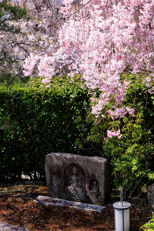 2022桜咲く京都　圓光寺のしだれ桜_f0155048_21283296.jpg