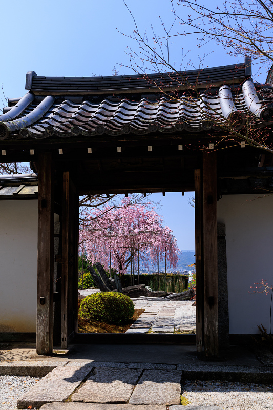 2022桜咲く京都　圓光寺のしだれ桜_f0155048_21283795.jpg
