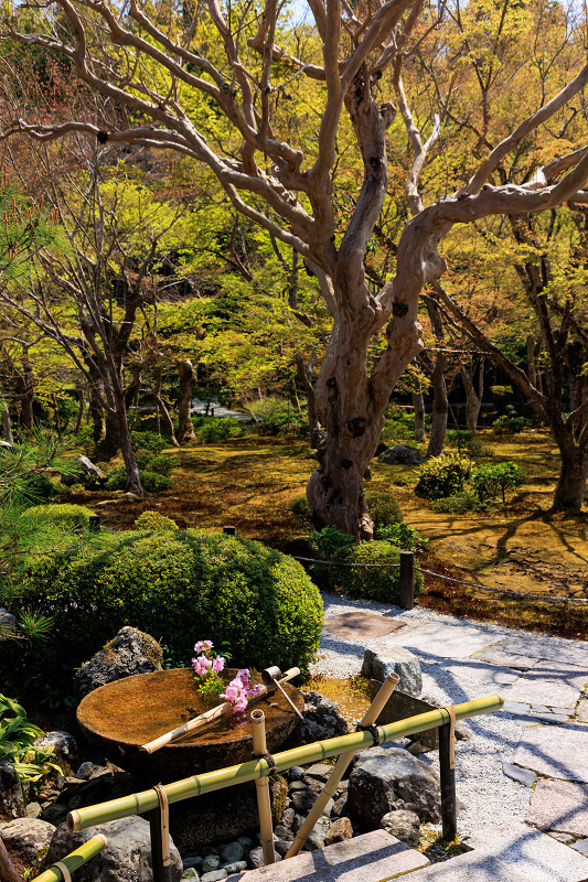 2022桜咲く京都　圓光寺のしだれ桜_f0155048_21284077.jpg