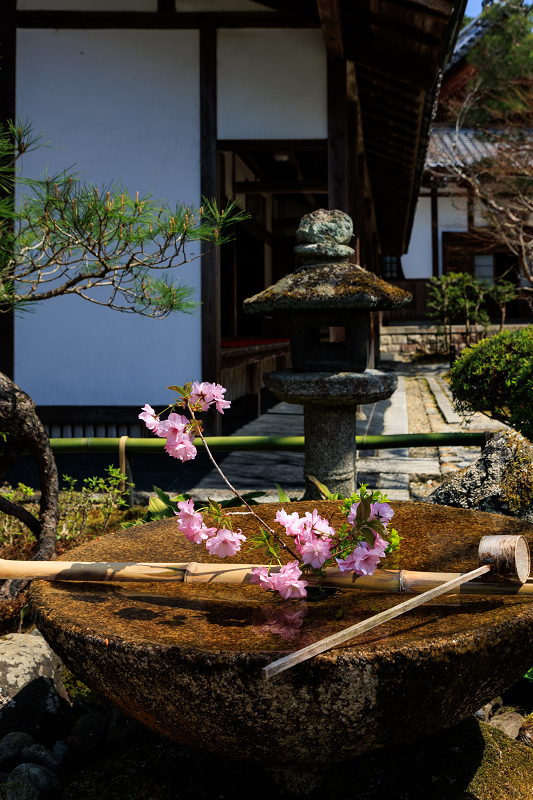 2022桜咲く京都　圓光寺のしだれ桜_f0155048_21284278.jpg