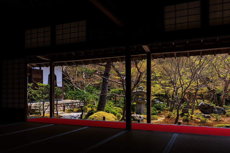 2022桜咲く京都　圓光寺のしだれ桜_f0155048_21285690.jpg