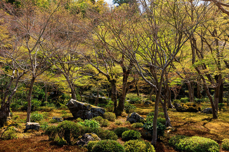 2022桜咲く京都　圓光寺のしだれ桜_f0155048_21285945.jpg