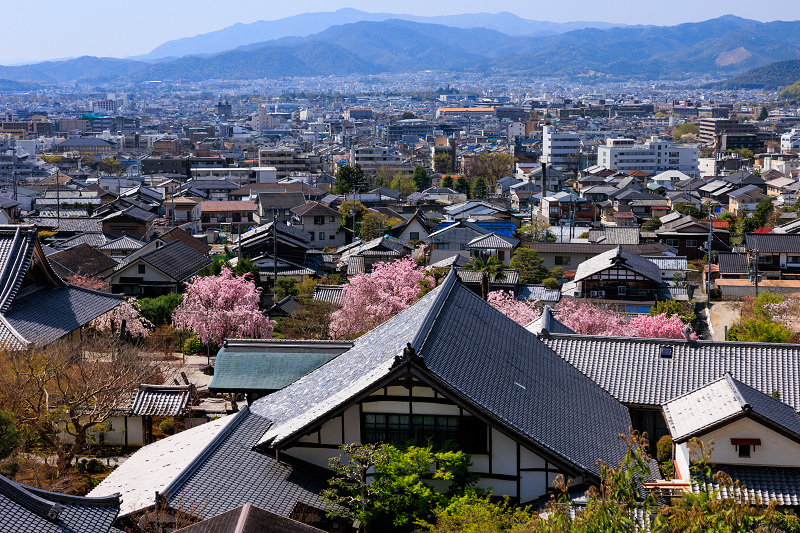 2022桜咲く京都　圓光寺のしだれ桜_f0155048_21291268.jpg