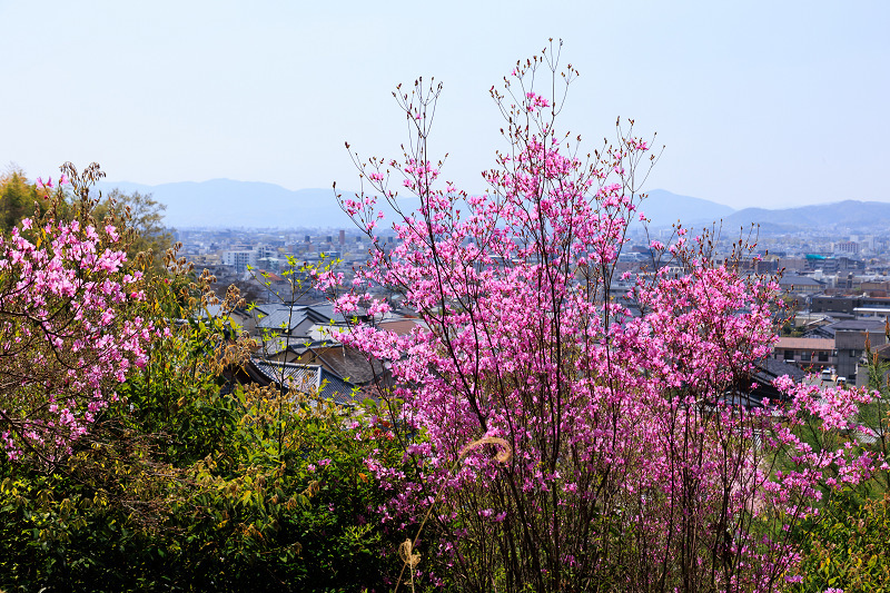 2022桜咲く京都　圓光寺のしだれ桜_f0155048_21291489.jpg
