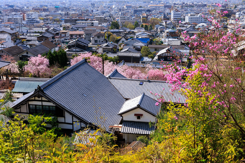 2022桜咲く京都　圓光寺のしだれ桜_f0155048_21292643.jpg