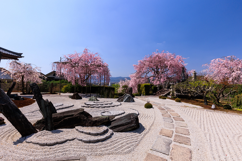 2022桜咲く京都　圓光寺のしだれ桜_f0155048_21295205.jpg