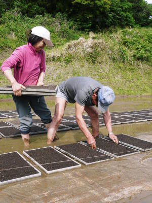 菊池水源棚田米　田植え後の成長の様子2022　水にこだわる匠の米作り！今年も元気いっぱいに成長中！_a0254656_18232577.jpg