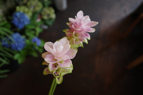 花修行～波やしさんへのカシストルコキキョウのアレンジメント～_f0232060_17323030.jpg
