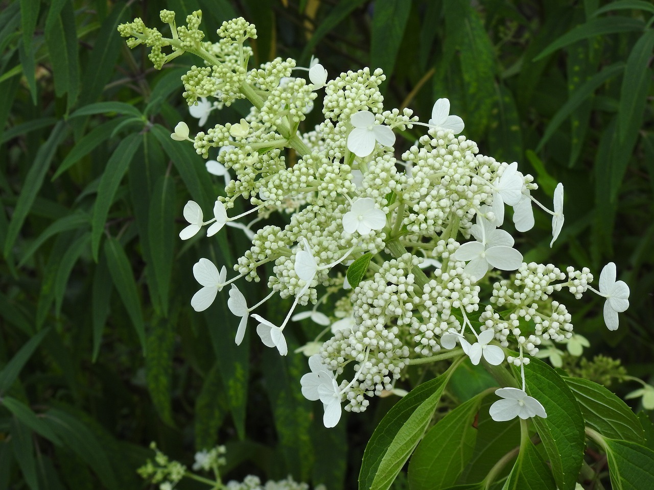 『加加阿(カカオ)や旱蓮木(カンレンボク)や浜栲(ハマゴウ)等の花達～』_d0054276_19415461.jpg