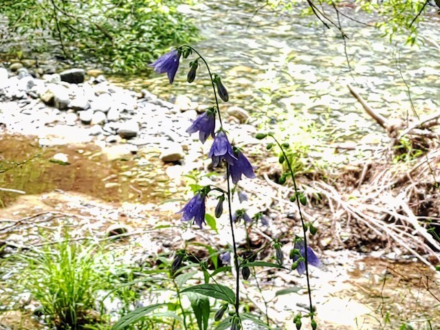 上高地(4日目) Kamikochi a Nagano (4eme jour)_d0401997_18304918.jpg