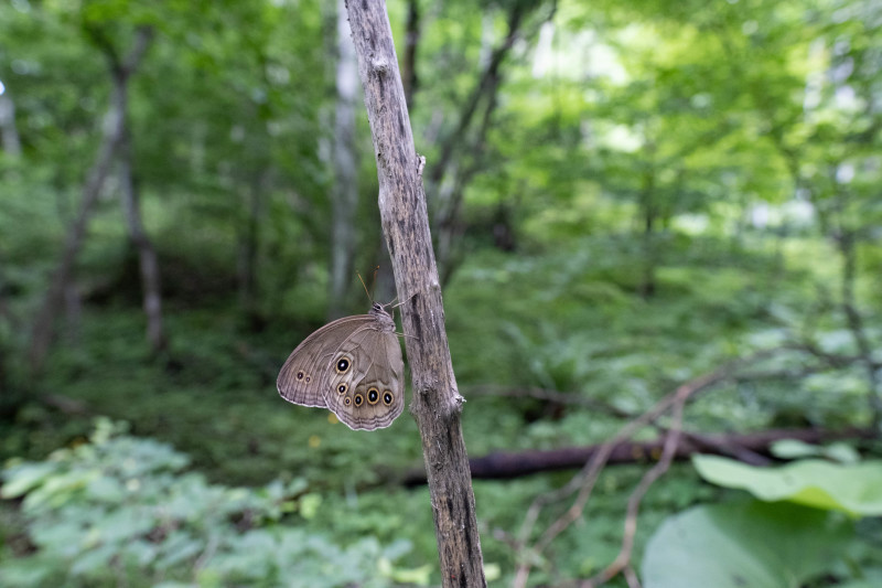 20220718 湿地帯の散歩道:オオヒカゲ、キマダラモドキ_d0090322_10520475.jpeg