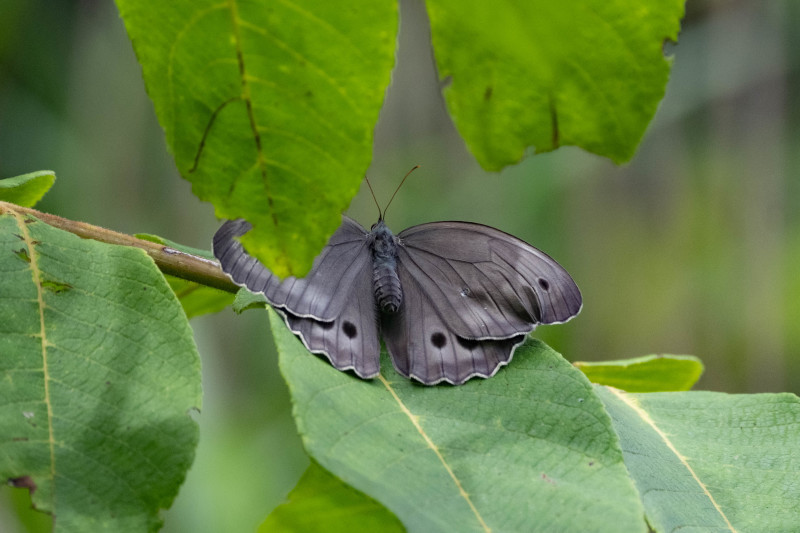 20220718 湿地帯の散歩道:オオヒカゲ、キマダラモドキ_d0090322_10551070.jpeg
