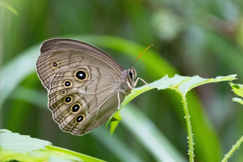 20220718 湿地帯の散歩道:オオヒカゲ、キマダラモドキ_d0090322_10565882.jpeg