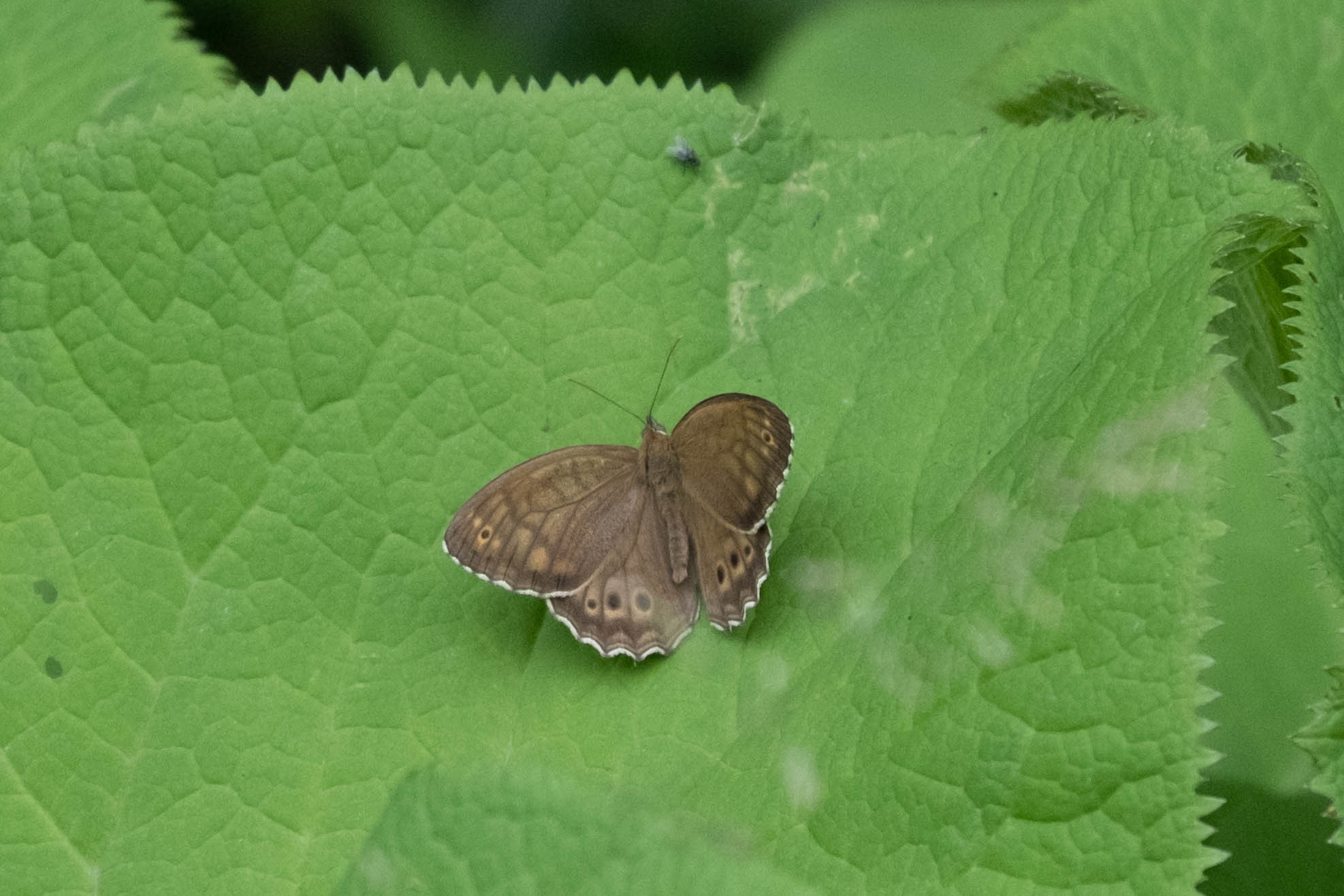 20220718 湿地帯の散歩道:オオヒカゲ、キマダラモドキ_d0090322_11050610.jpeg