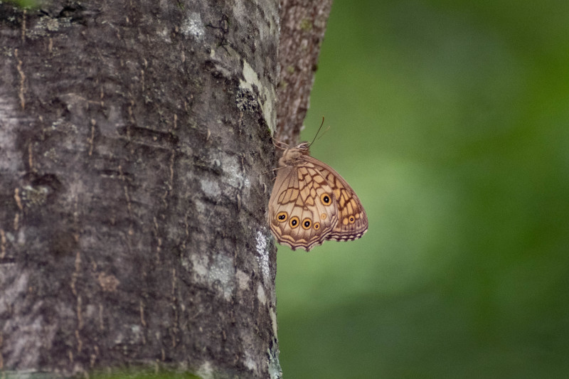 20220718 湿地帯の散歩道:オオヒカゲ、キマダラモドキ_d0090322_11152076.jpeg