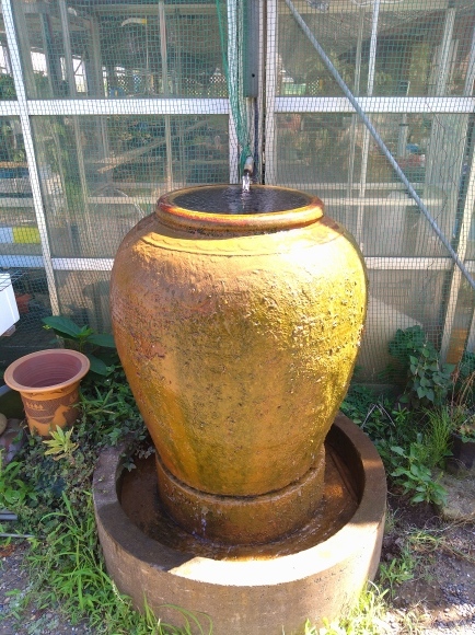 春蘭　韓国春蘭　白光　お得品 日本春蘭 白光 : 蘭万園日記