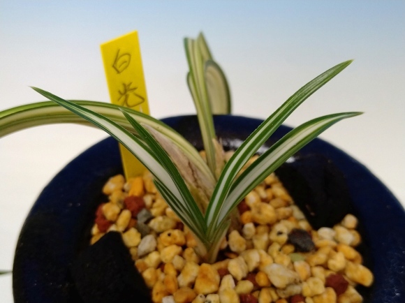 春蘭　韓国春蘭　白光No.1 日本春蘭 白光 : 蘭万園日記