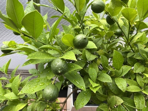雷雨_f0347891_02044128.jpeg