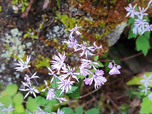 友人宅の秘密の花園(長野)Jardin Secret chez des amis_d0401997_15152911.jpg