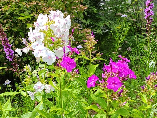 友人宅の秘密の花園(長野)Jardin Secret chez des amis_d0401997_15153905.jpg