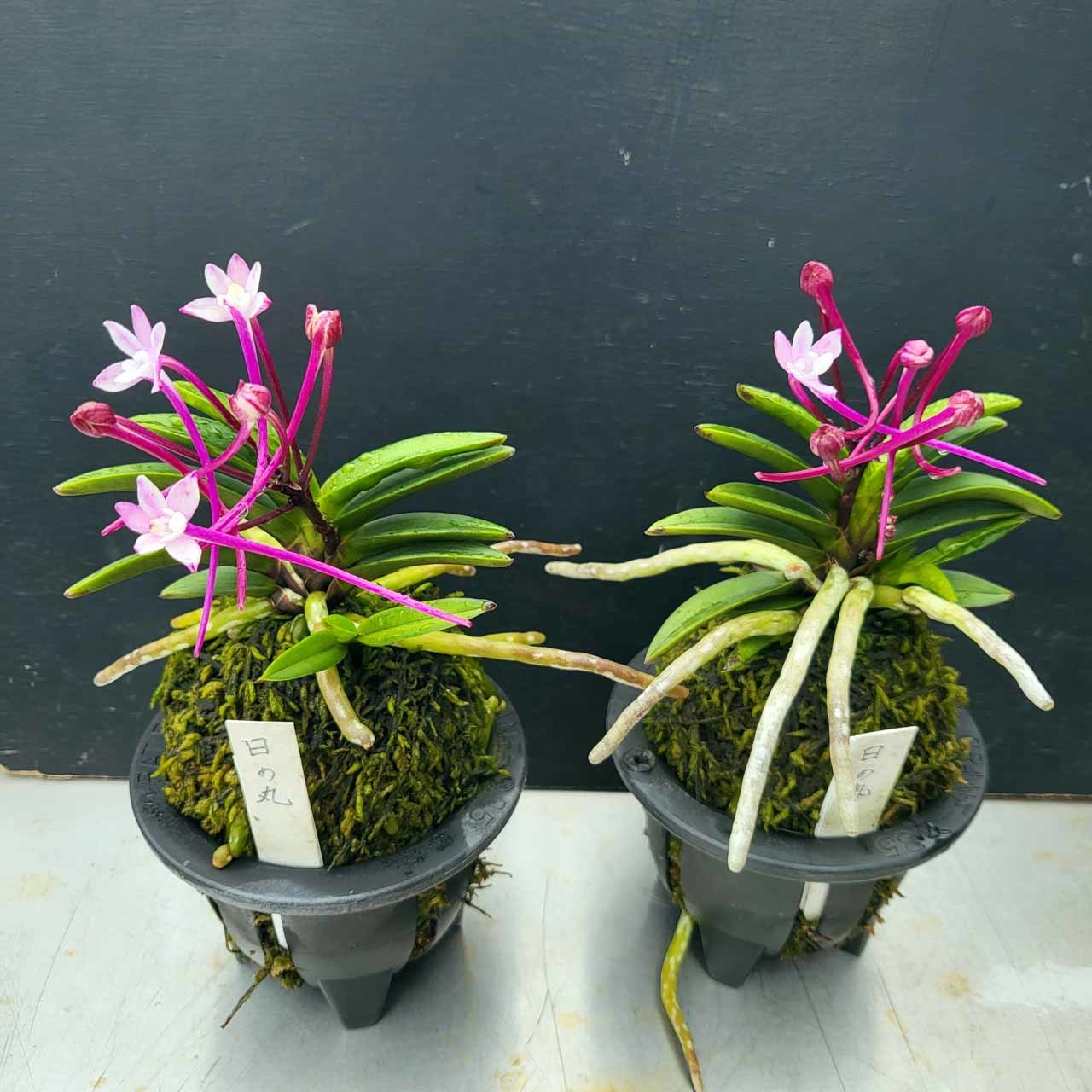 富貴蘭　花魁　1条子付き 富貴蘭 赤花奇花「花魁(おいらん)」の開花！ | 豊の国の翁