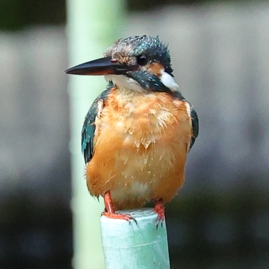 カワセミ劇場（暑い朝はカワセミの水飛沫で、一瞬の涼しさを）_b0291402_08093509.jpg