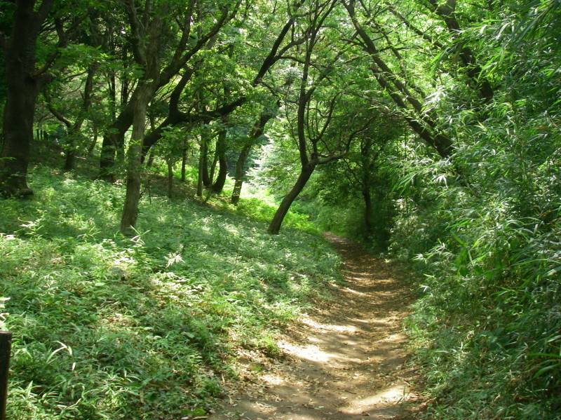 ぶらさかば 黒川の夏の花_f0344405_19203689.jpg