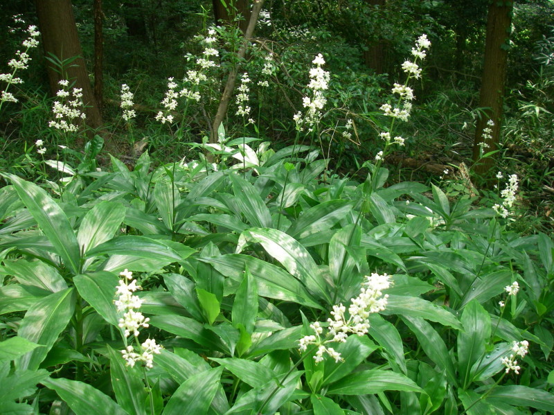 ぶらさかば 黒川の夏の花_f0344405_19203713.jpg