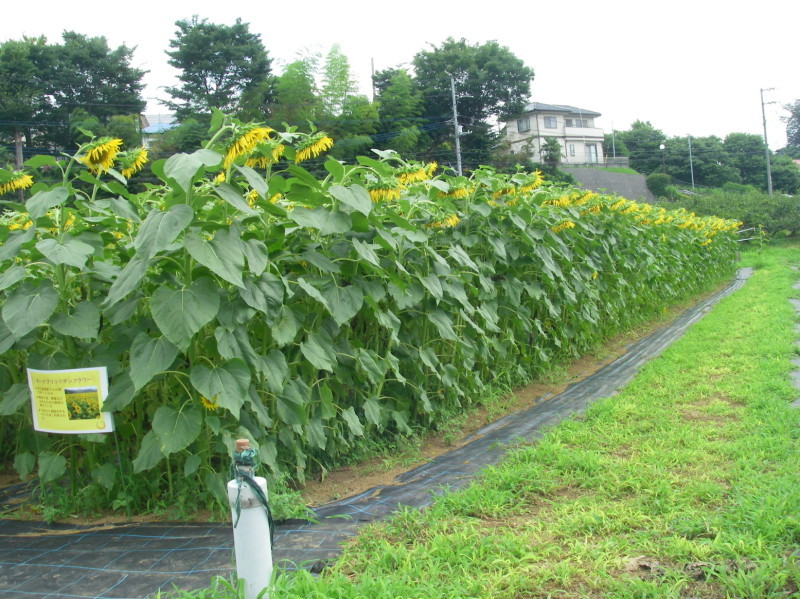 ぶらさかば 黒川の夏の花_f0344405_19204967.jpg