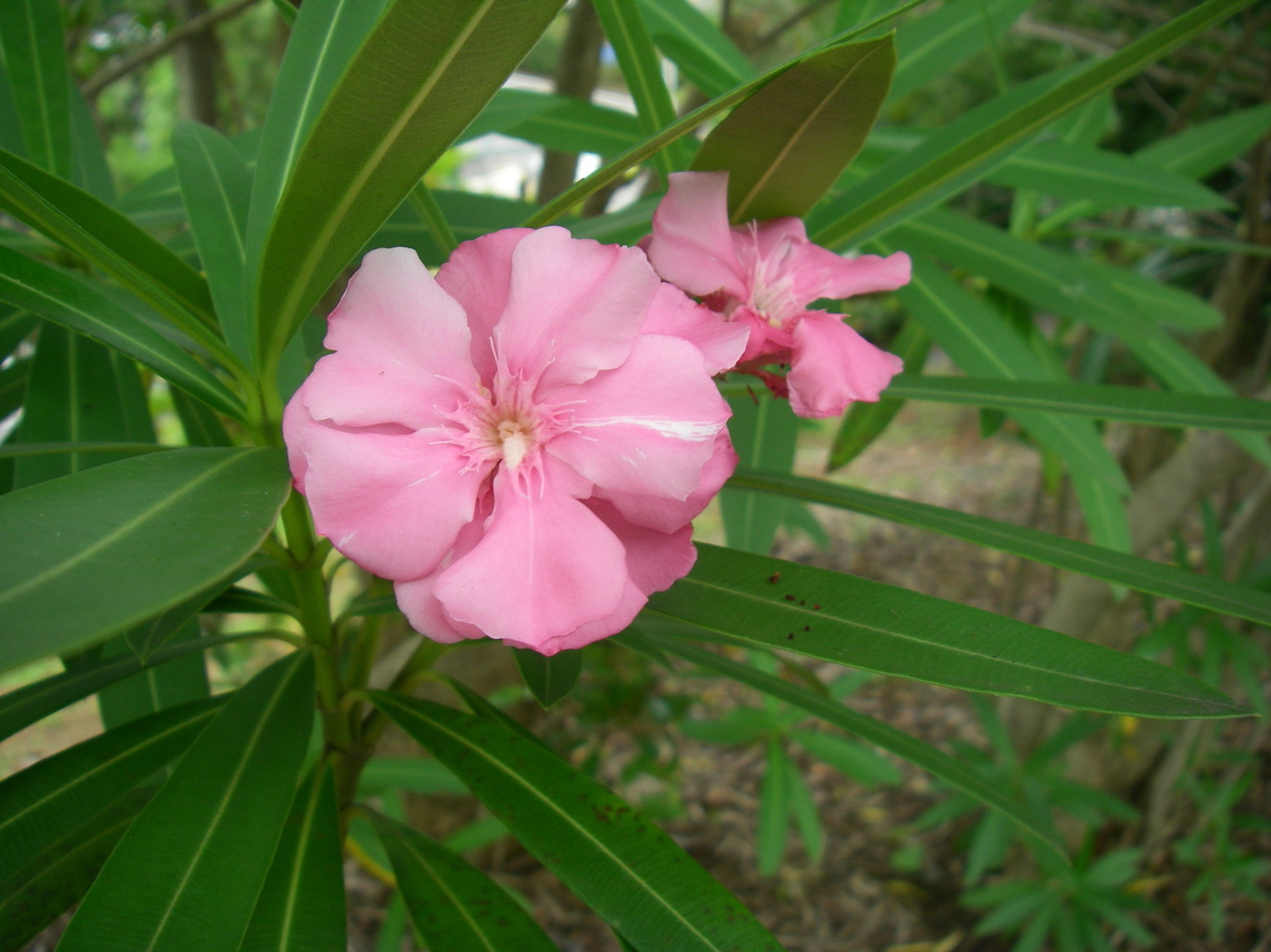 ぶらさかば 黒川の夏の花_f0344405_19210049.jpg