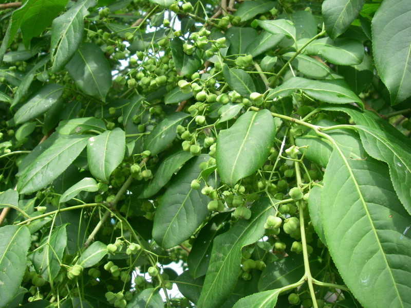 ぶらさかば 黒川の夏の花_f0344405_19210050.jpg