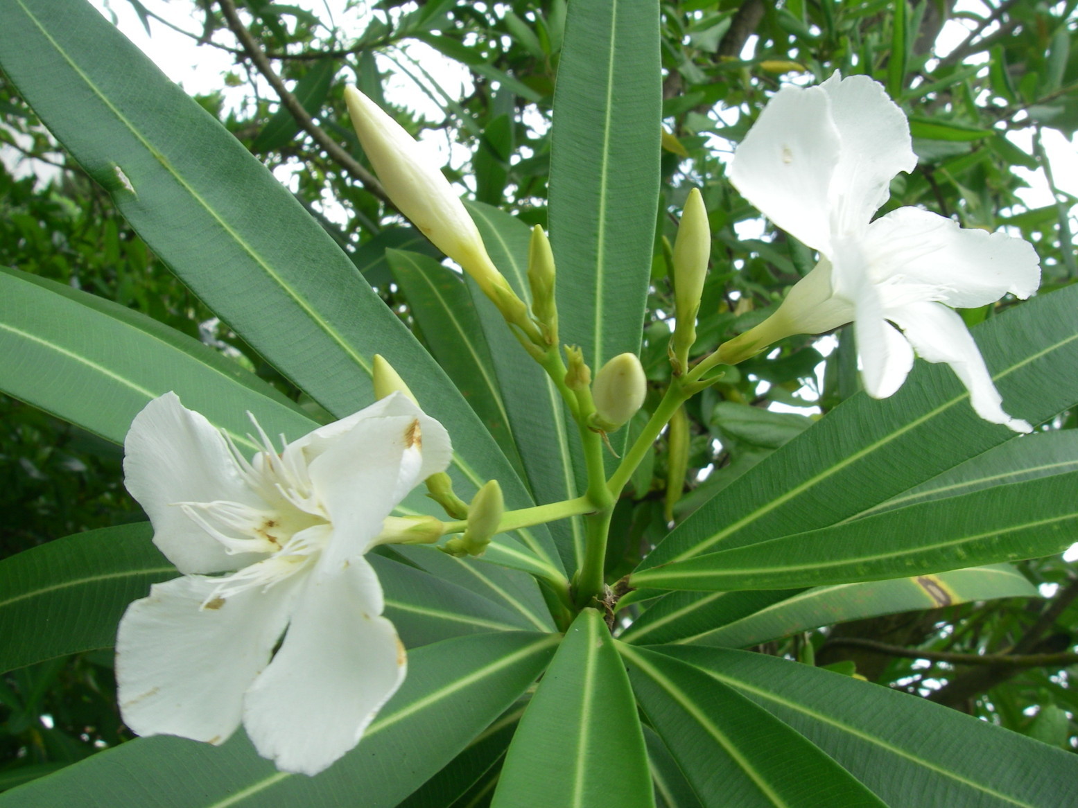 ぶらさかば 黒川の夏の花_f0344405_19210083.jpg