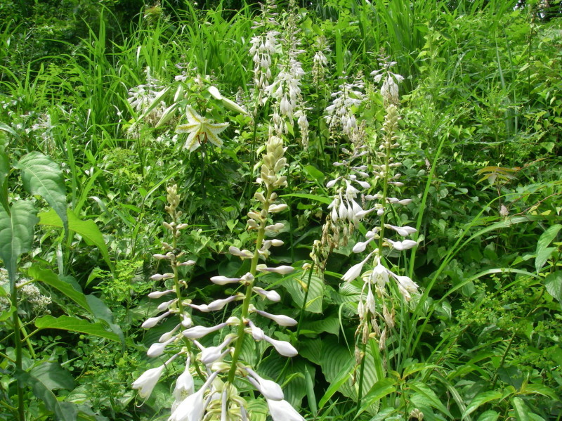 ぶらさかば 黒川の夏の花_f0344405_19210128.jpg