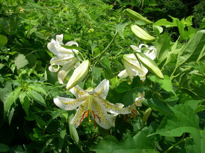ぶらさかば 黒川の夏の花_f0344405_20543937.jpg