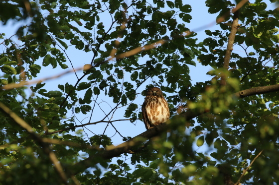 早朝鳥見と蔵王 8/1 _f0118332_23112378.jpg