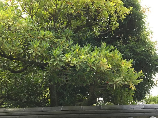 夏の庭とお成り道_f0101949_10572839.jpg