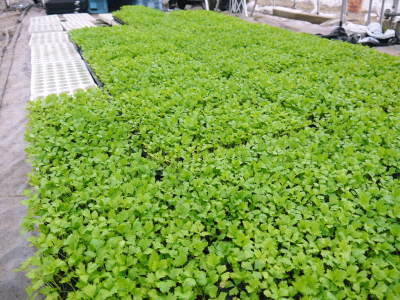 熊本セロリ「清正人参」　令和4年度も12月上旬からの出荷に向け、苗床の様子を現地取材！_a0254656_11571422.jpg