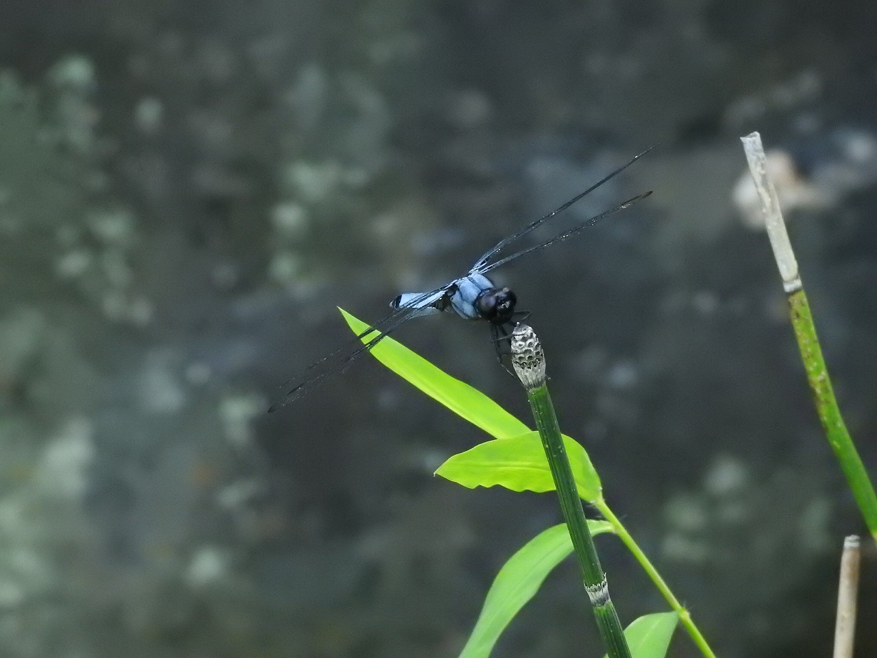 『蝶豆(チョウマメ)や藤豆(フジマメ)や大塩辛蜻蛉(オオシオカラトンボ)等と薬草園風景』_d0054276_20140753.jpg