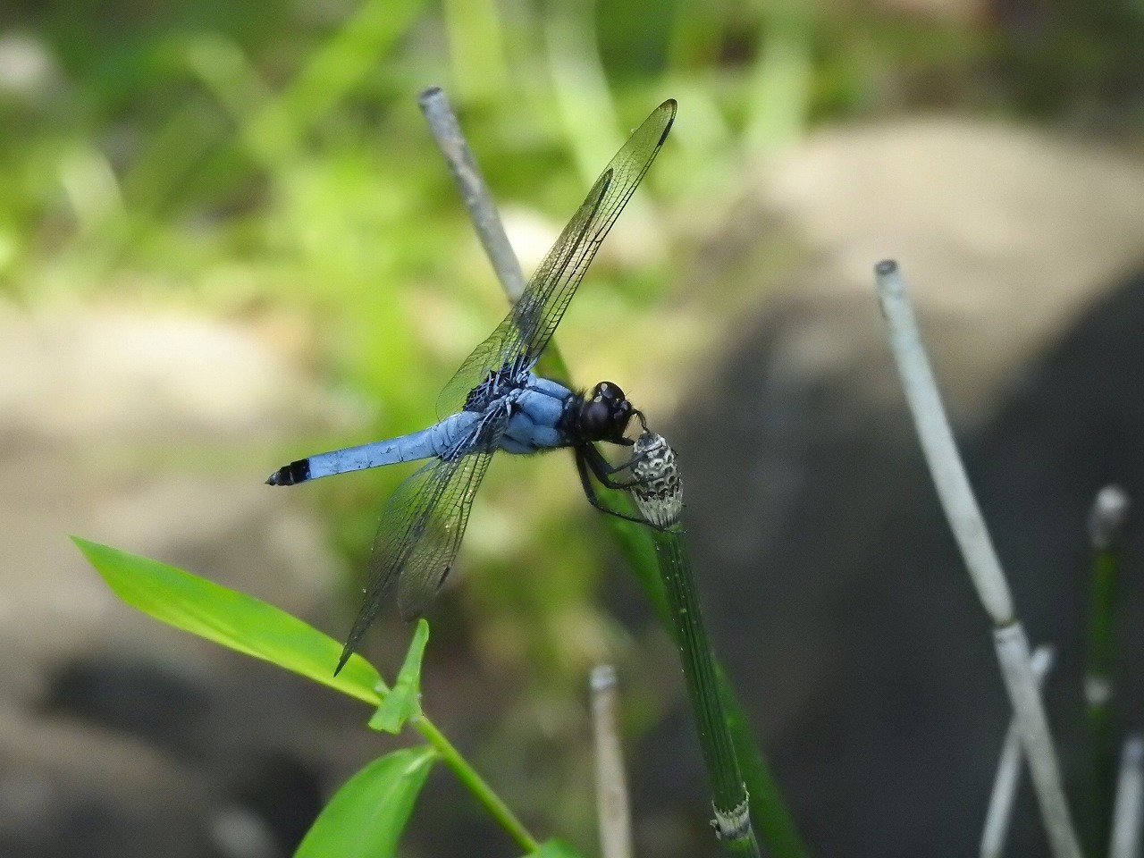 『蝶豆(チョウマメ)や藤豆(フジマメ)や大塩辛蜻蛉(オオシオカラトンボ)等と薬草園風景』_d0054276_20141488.jpg