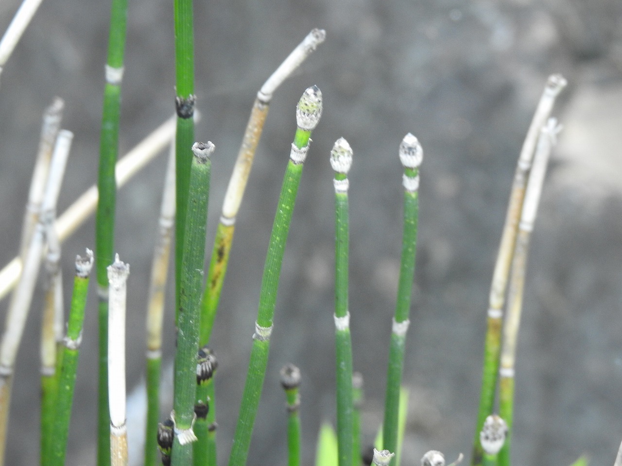『蝶豆(チョウマメ)や藤豆(フジマメ)や大塩辛蜻蛉(オオシオカラトンボ)等と薬草園風景』_d0054276_20141772.jpg