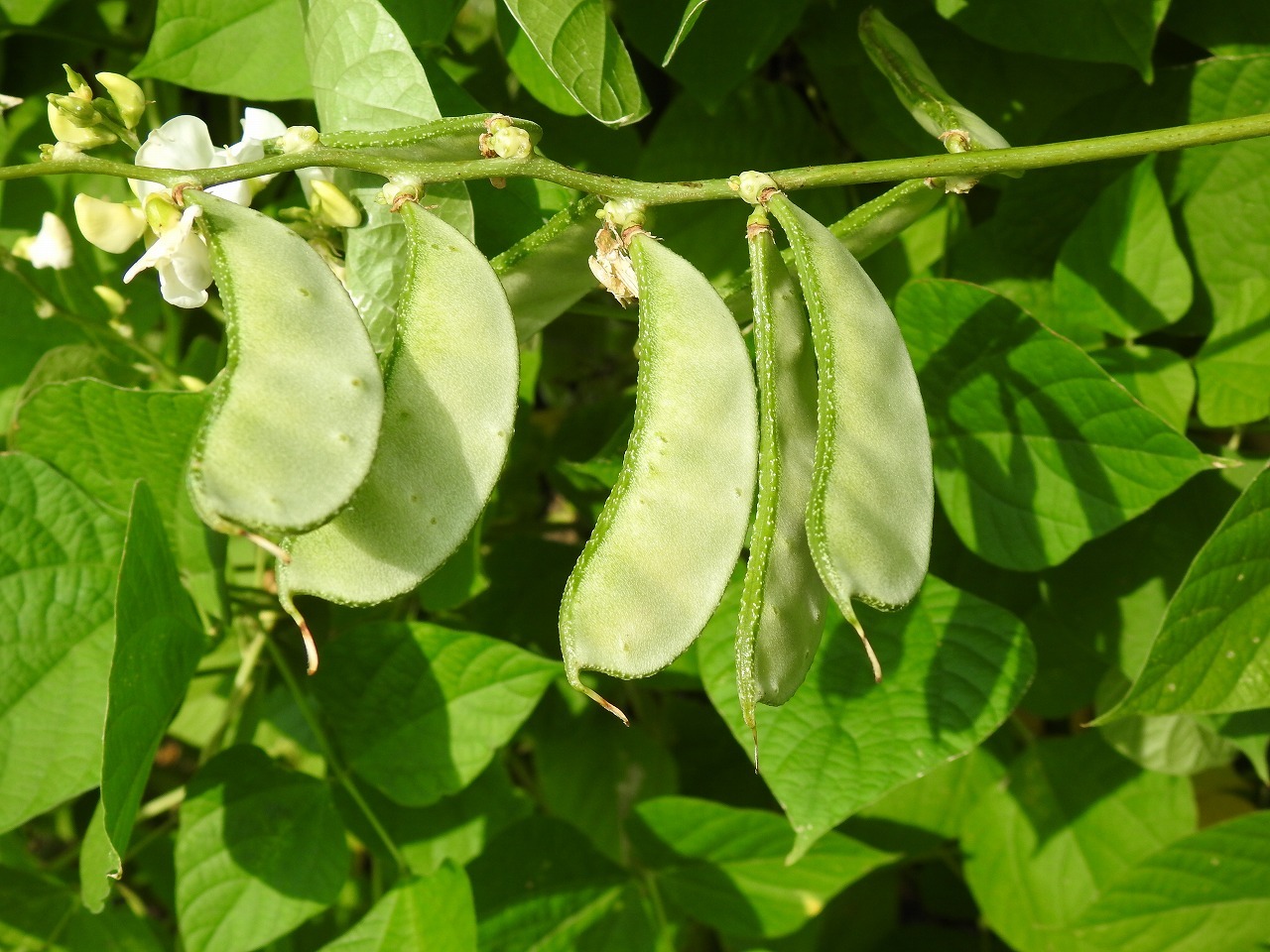 『蝶豆(チョウマメ)や藤豆(フジマメ)や大塩辛蜻蛉(オオシオカラトンボ)等と薬草園風景』_d0054276_20143602.jpg