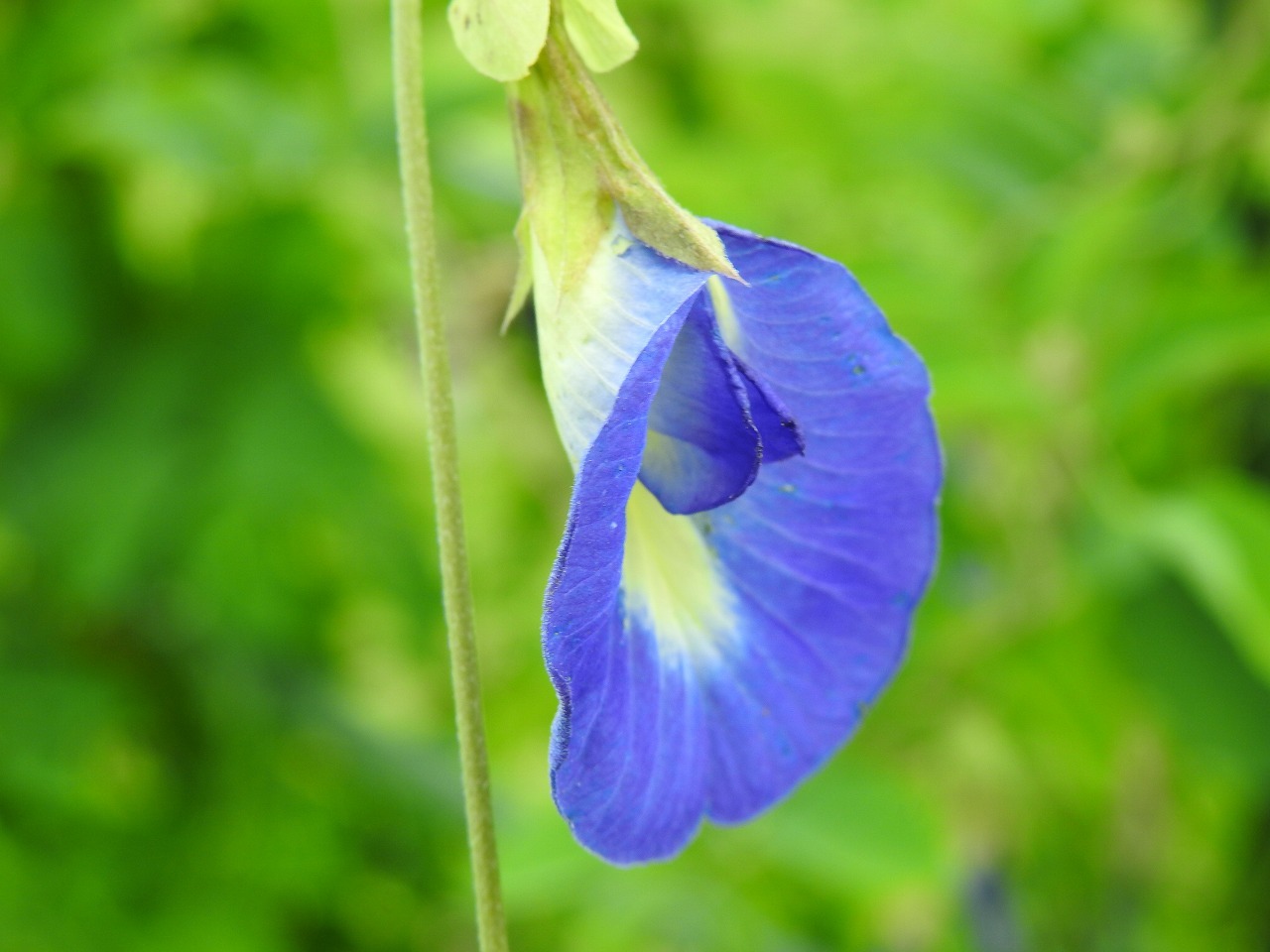 『蝶豆(チョウマメ)や藤豆(フジマメ)や大塩辛蜻蛉(オオシオカラトンボ)等と薬草園風景』_d0054276_20145318.jpg