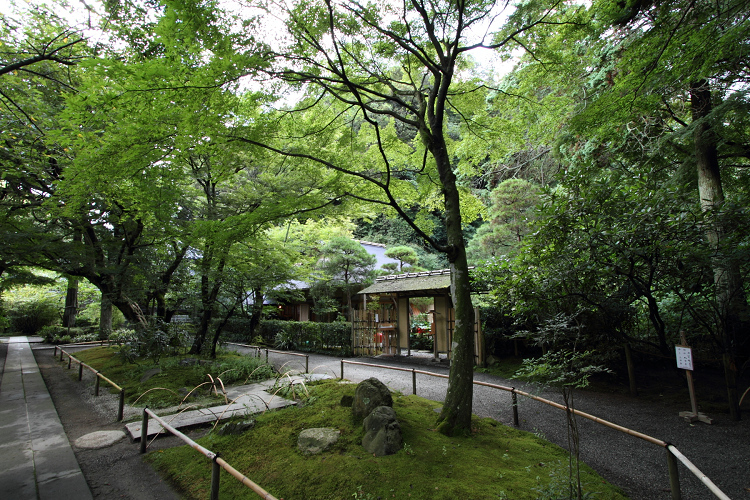 鎌倉散歩　#100 －いつもの夏の訪れ 蝉時雨の明月院－_b0169330_22342714.jpg