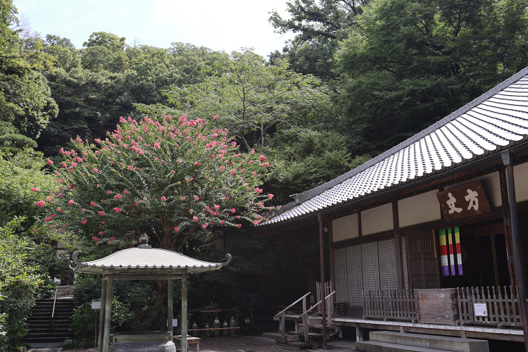 鎌倉散歩　#100 －いつもの夏の訪れ 蝉時雨の明月院－_b0169330_22521205.jpg