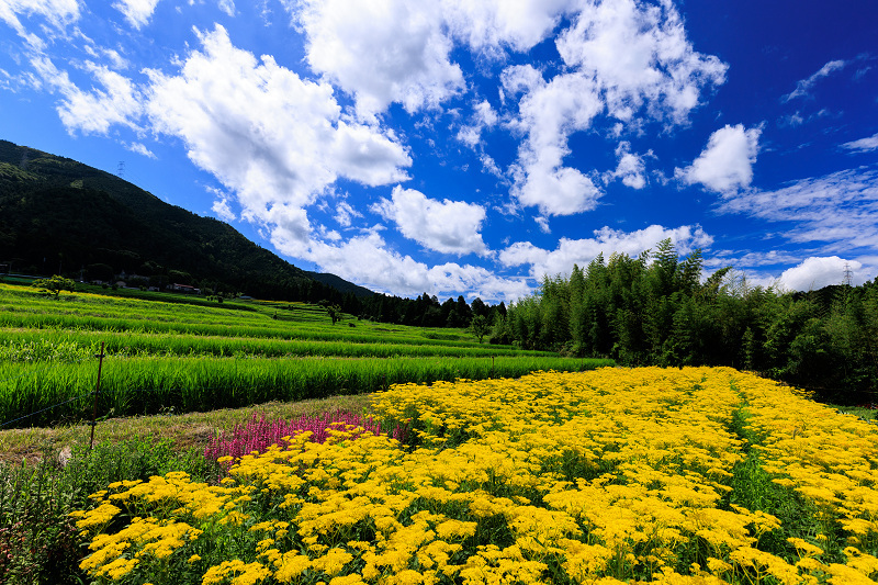 2022夏の花畑　越畑の女郎花_f0155048_19554205.jpg
