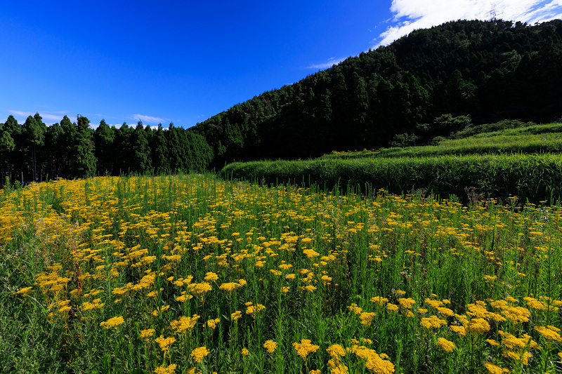 2022夏の花畑　越畑の女郎花_f0155048_19560656.jpg