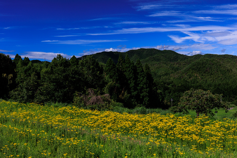 2022夏の花畑　越畑の女郎花_f0155048_19565143.jpg